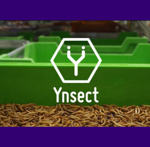 YNSECT